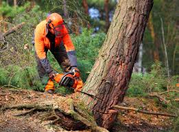 Bristow, OK Tree Removal Services Company