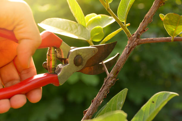 How Our Tree Care Process Works  in  Bristow, OK